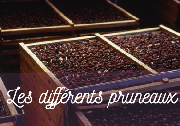les différents pruneaux