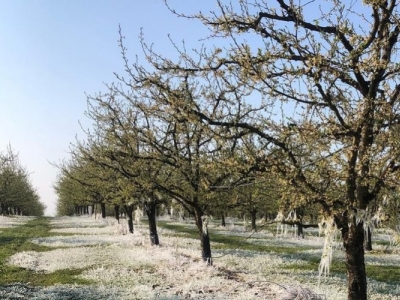 Nouveau gel sur nos pruniers au printemps 2022